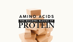 Amino Acids the building blocks of protein 